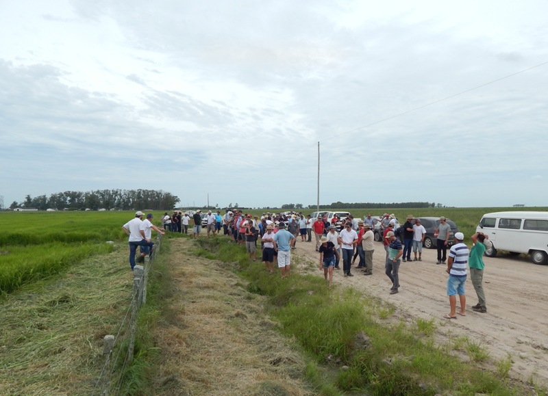 Participantes viram lavouras de Irga 429 e 430